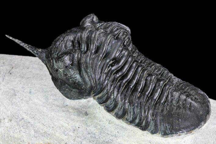 Morocconites Trilobite Fossil - Morocco #108536